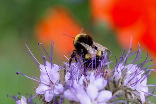 Adur & Worthing Councils adopt new vision for nature
