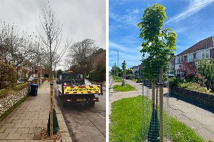 New tree planting policy adopted in Adur and Worthing