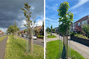 New tree-sponsorship scheme launches in Adur and Worthing