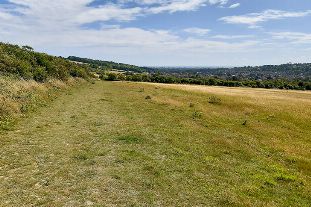 Worthing Borough Council to phase out harmful pesticides