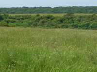 Honeysuckle Lane 200 x 150 Honeysuckle Lane 200 x 150